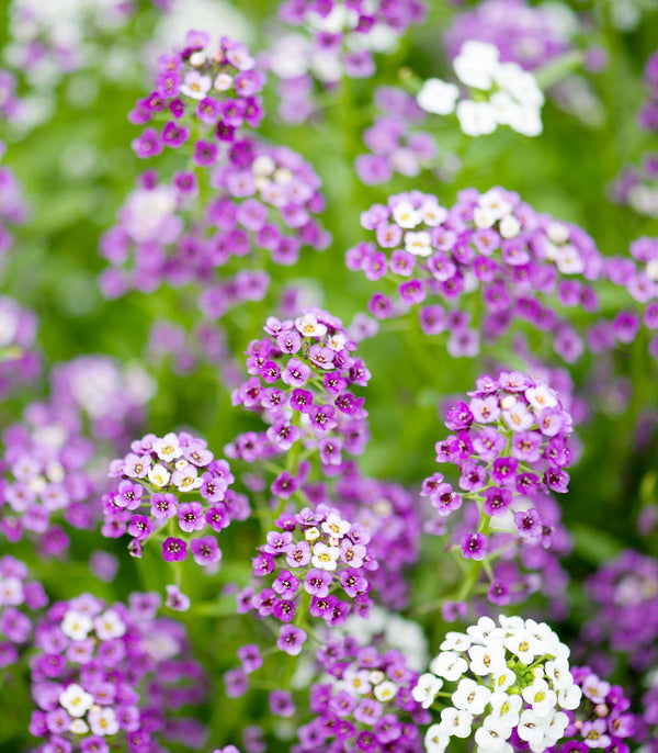 Alyssum-Royal-Carpet-garden-groundcover-flower-seeds-for-planting